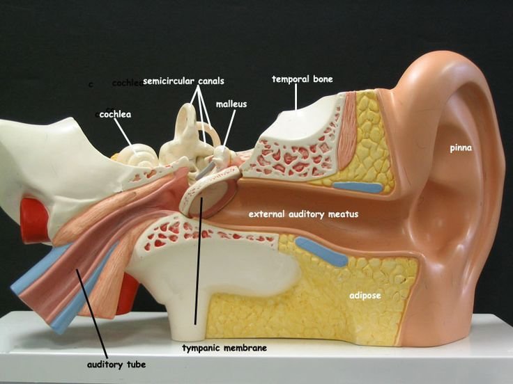 lab ear model